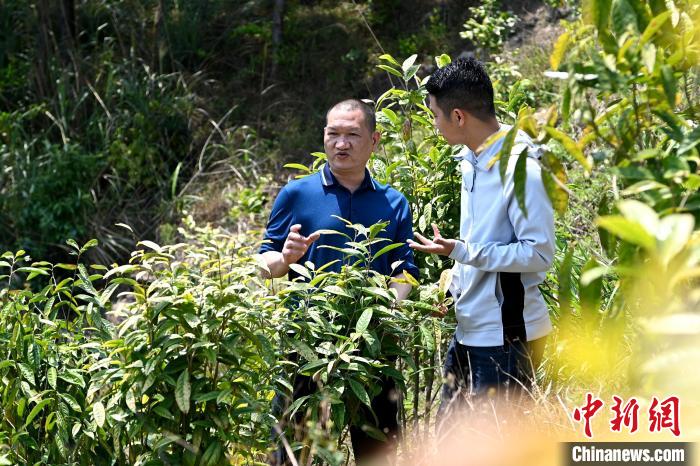 張高漢向參訪(fǎng)者介紹金花茶種植情況?！埥鸫?攝